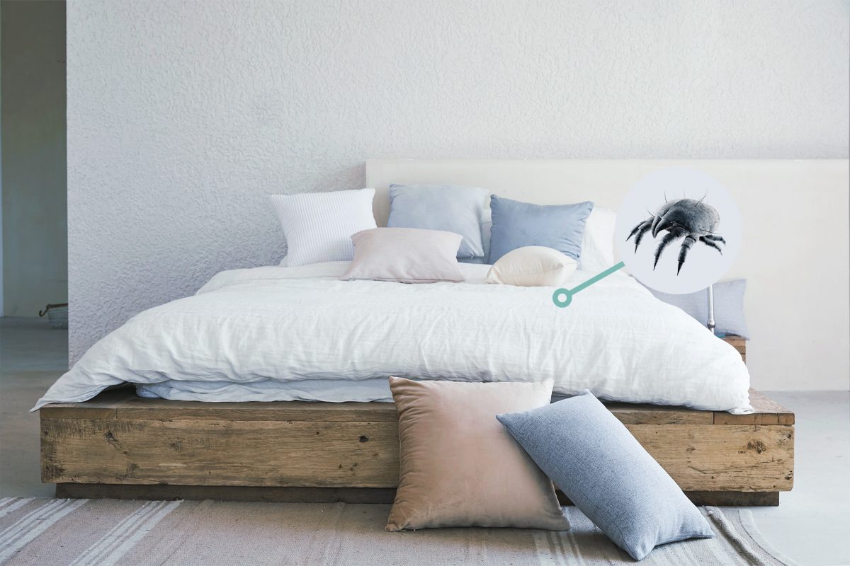 Modernes Bett mit Milbenbefall